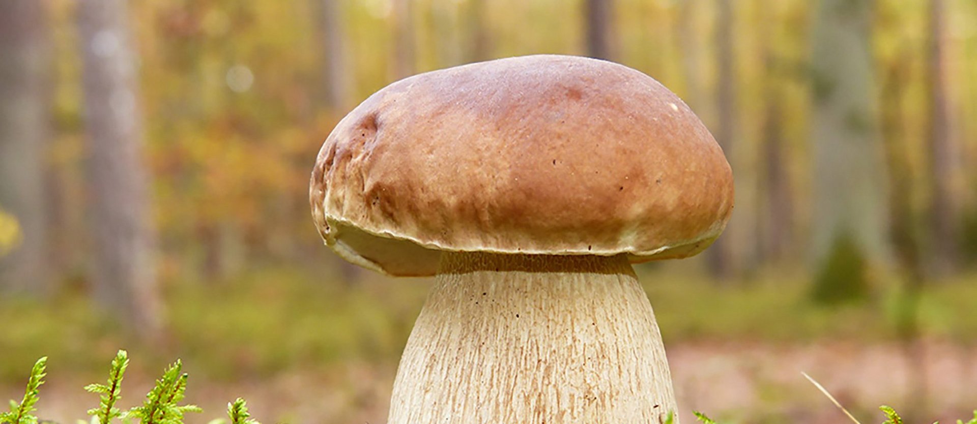 Dieses Bild zeigt einen Steinpilz, der auf Moos in einem Gasteiner Wald steht