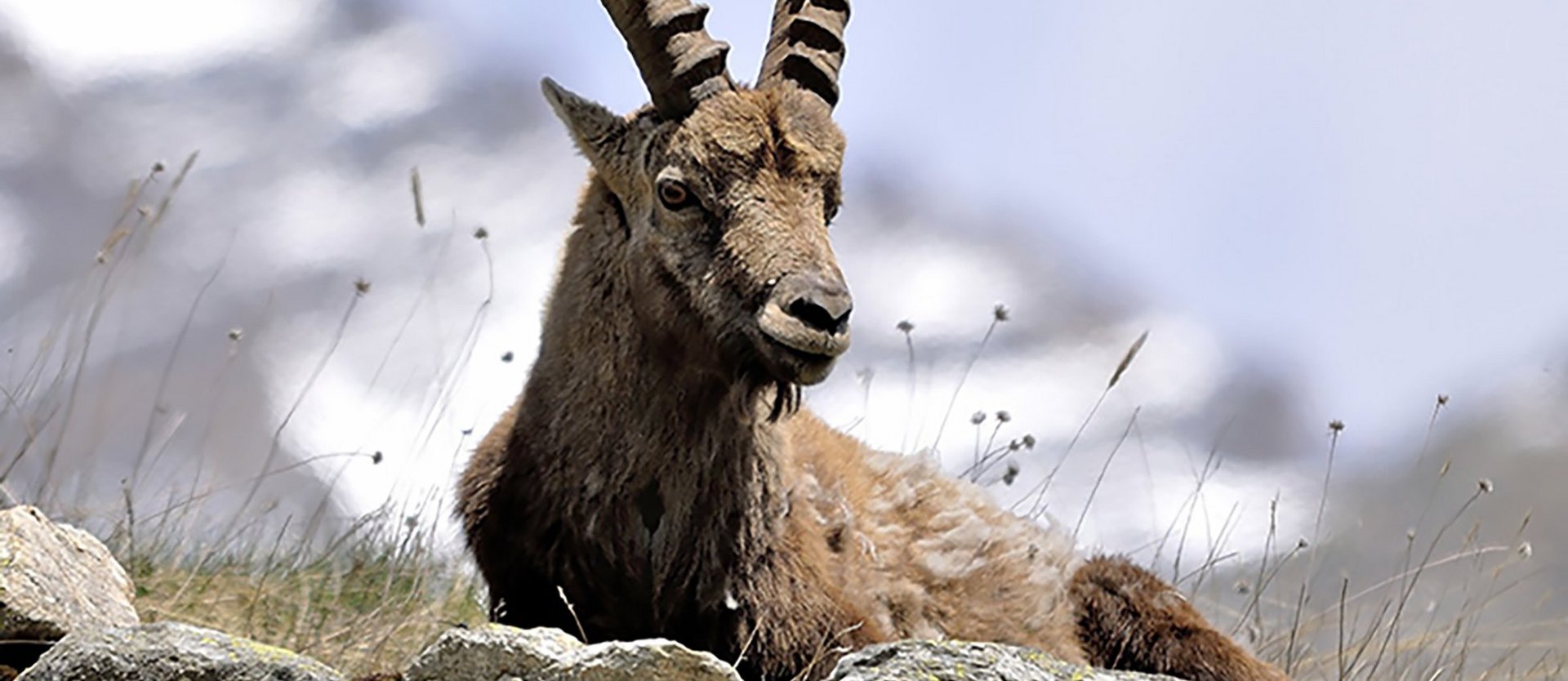 Dieses Bild zeigt einen Steinbock in Gastein