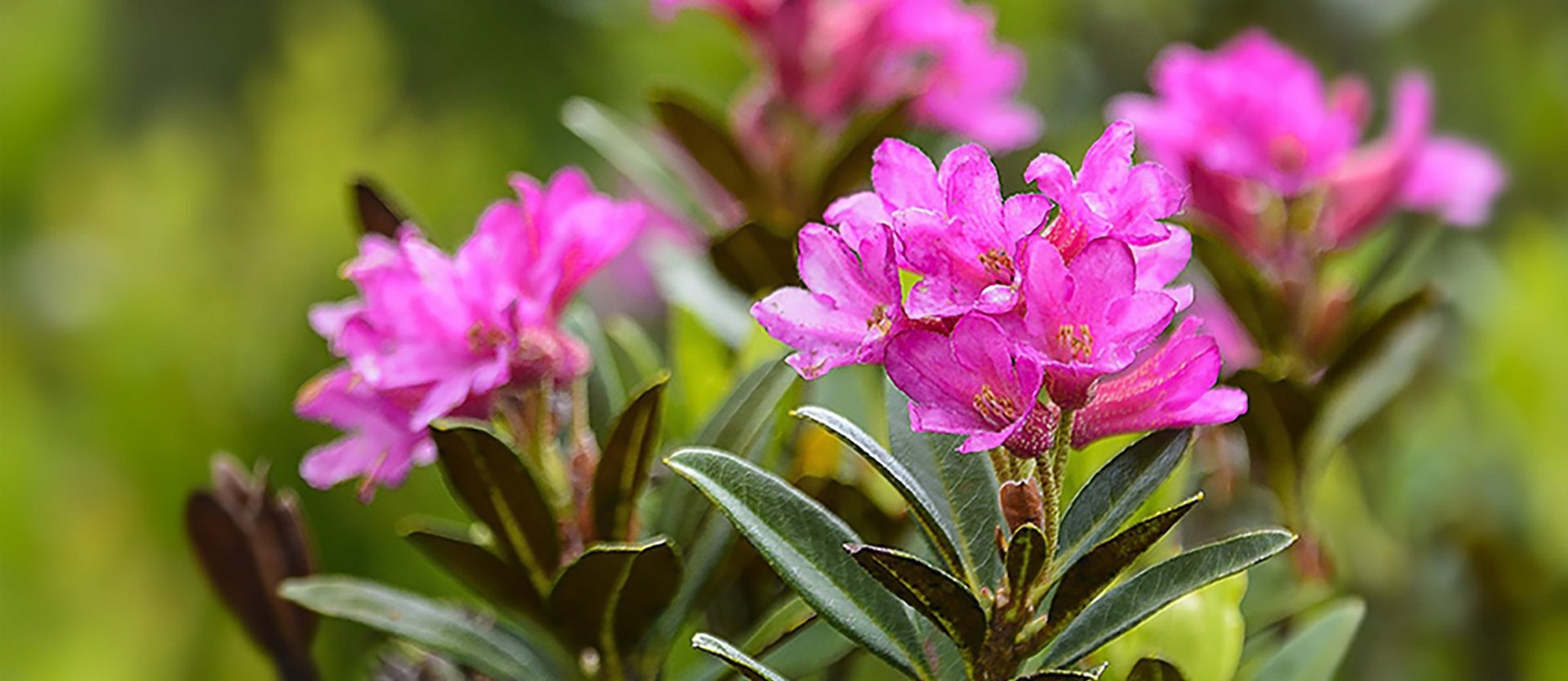 Dieses Bild zeigt eine rosa Blume (Almrausch)